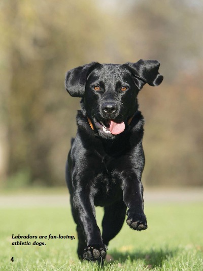 Let's Hear It For Labrador Retrievers — page 1