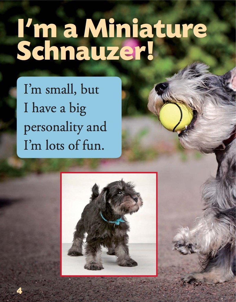 Miniature Schnauzer — page 1