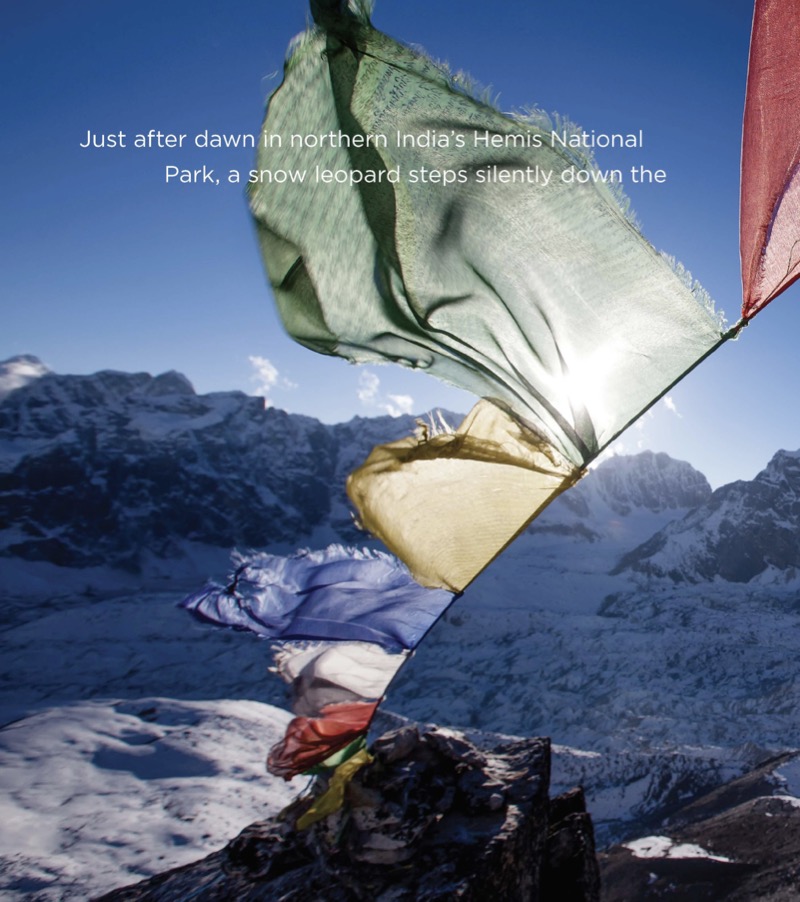 Snow Leopards — page 1