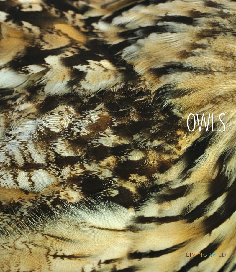 Owls book cover