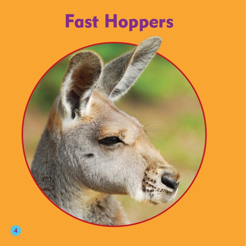 My First Animal Library: Kangaroos — page 1