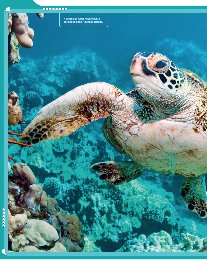 National Geographic Kids Mission: Sea Turtle Rescue — page 1