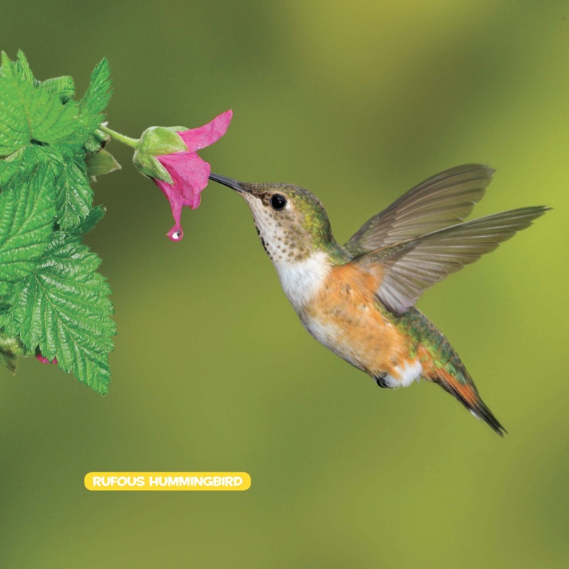 National Geographic Little Kids First Big Book of Birds book cover