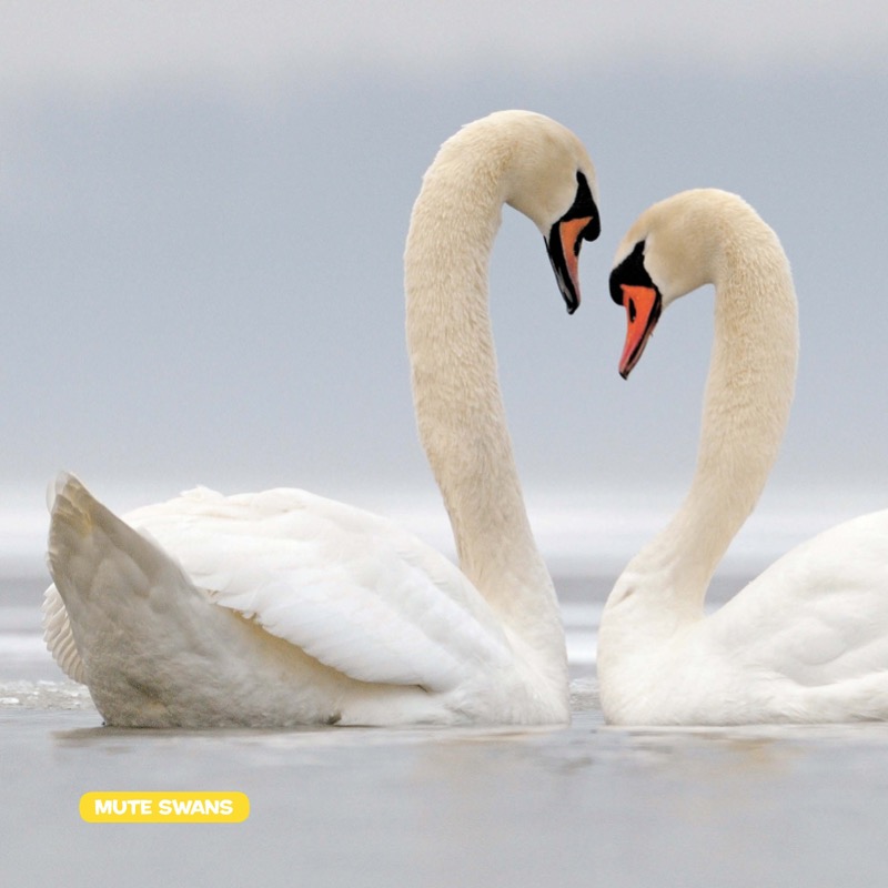 National Geographic Little Kids First Big Book of Birds — page 1