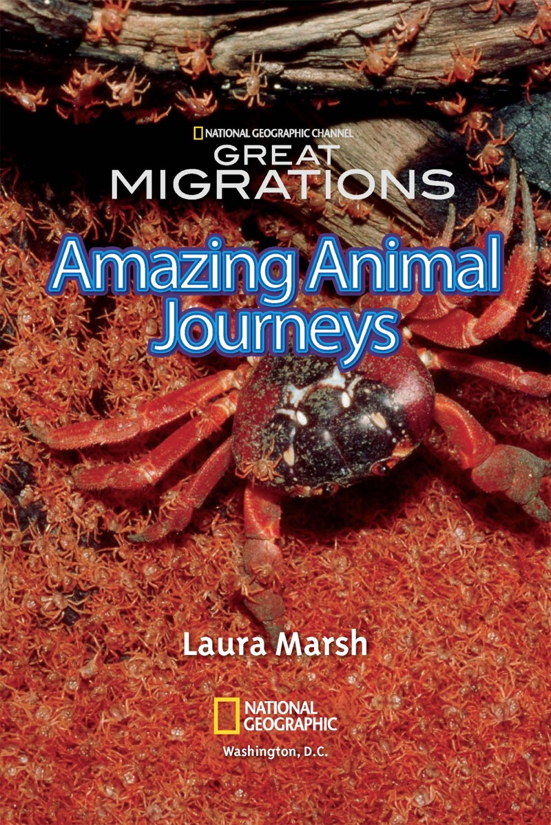 National Geographic Readers: Great Migrations Amazing Animal Journeys book cover
