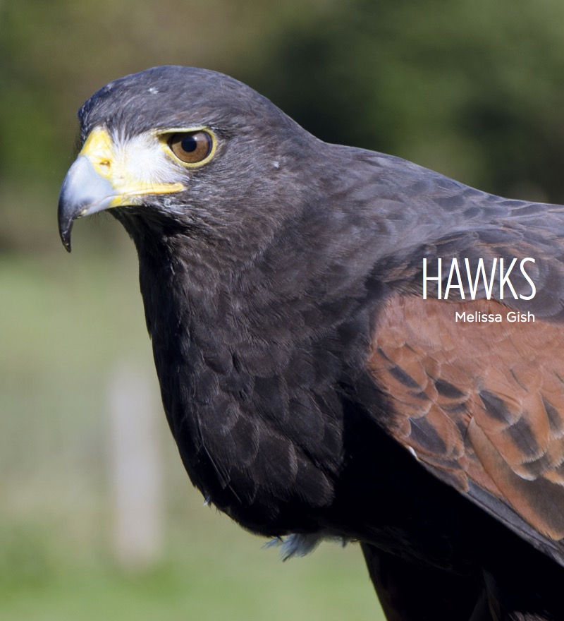 Hawks book cover