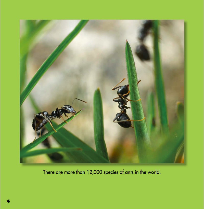 Stick Insects and Ants — page 1