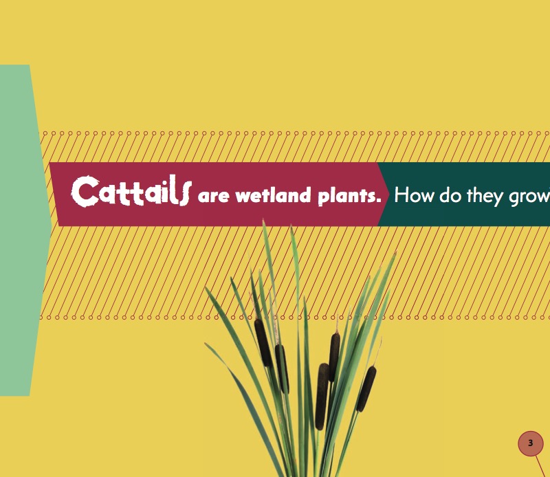 From Seed to Cattail book cover