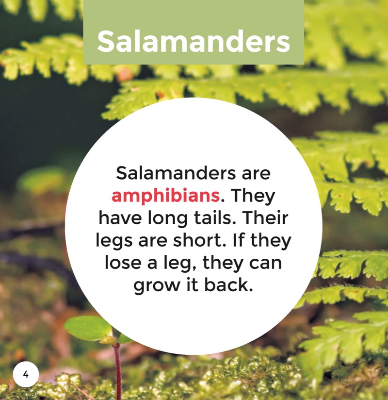 Salamanders — page 1