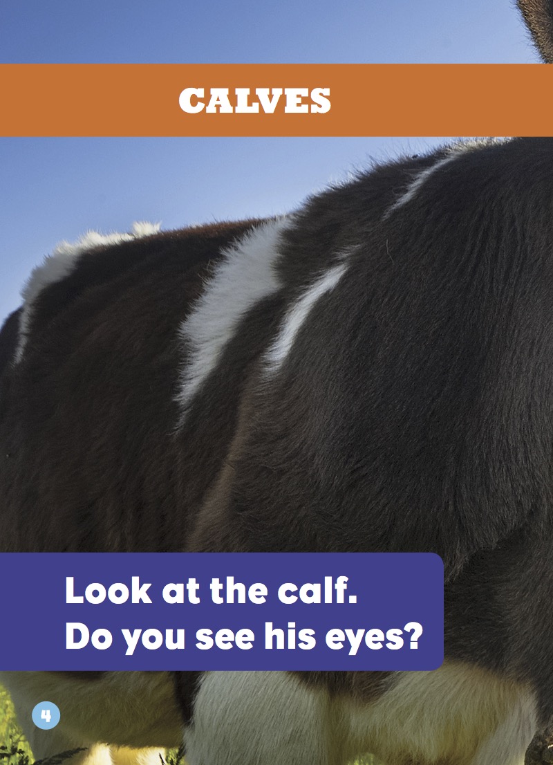 Calves — page 1