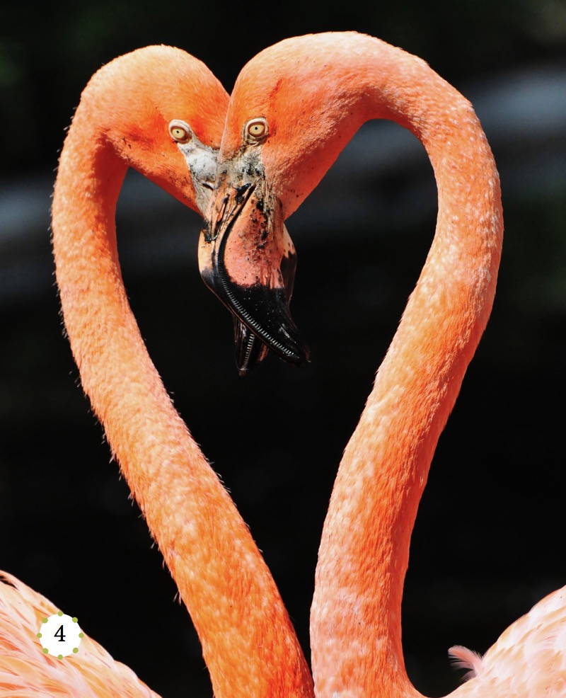 My Favorite Animal: Flamingos — page 1