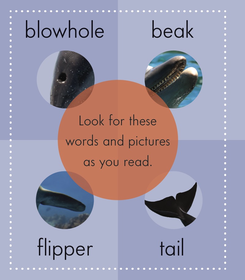 Dolphins — page 1