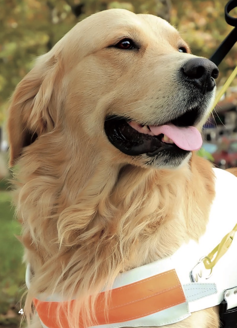 Golden Retrievers — page 1
