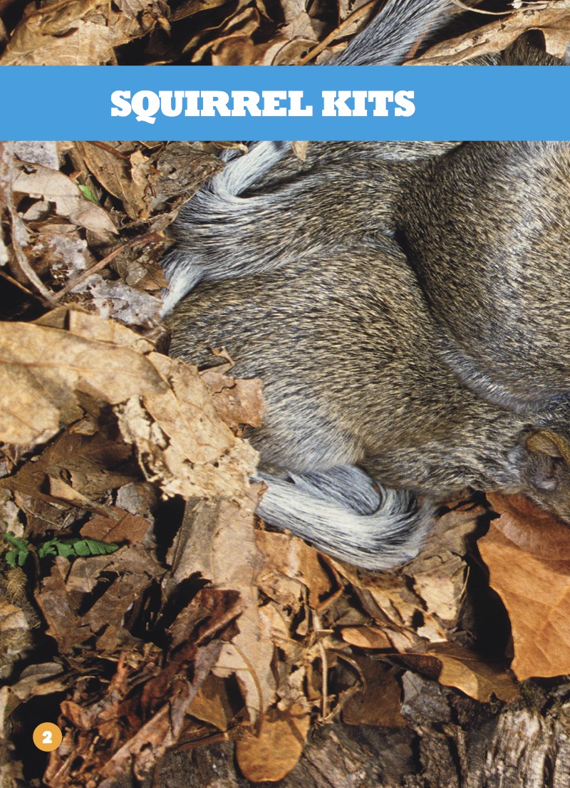Squirrel Kits — page 1