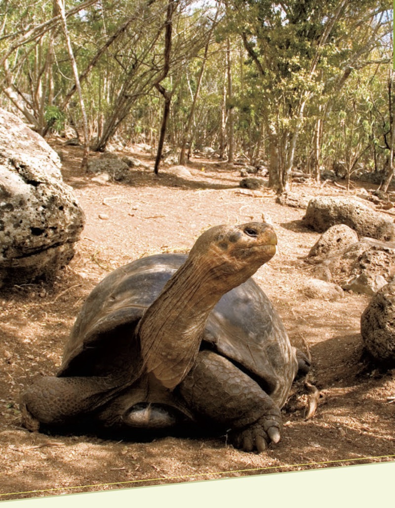 Giant Galápagos Tortoise — page 1