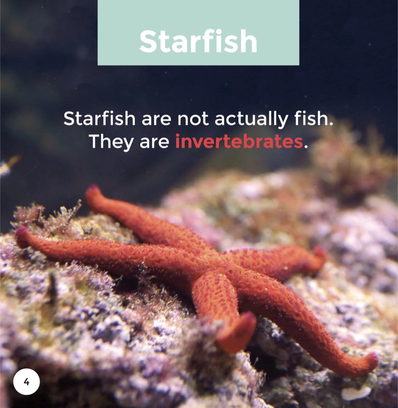 Starfish — page 1