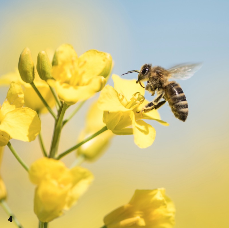 Honey Bees — page 1