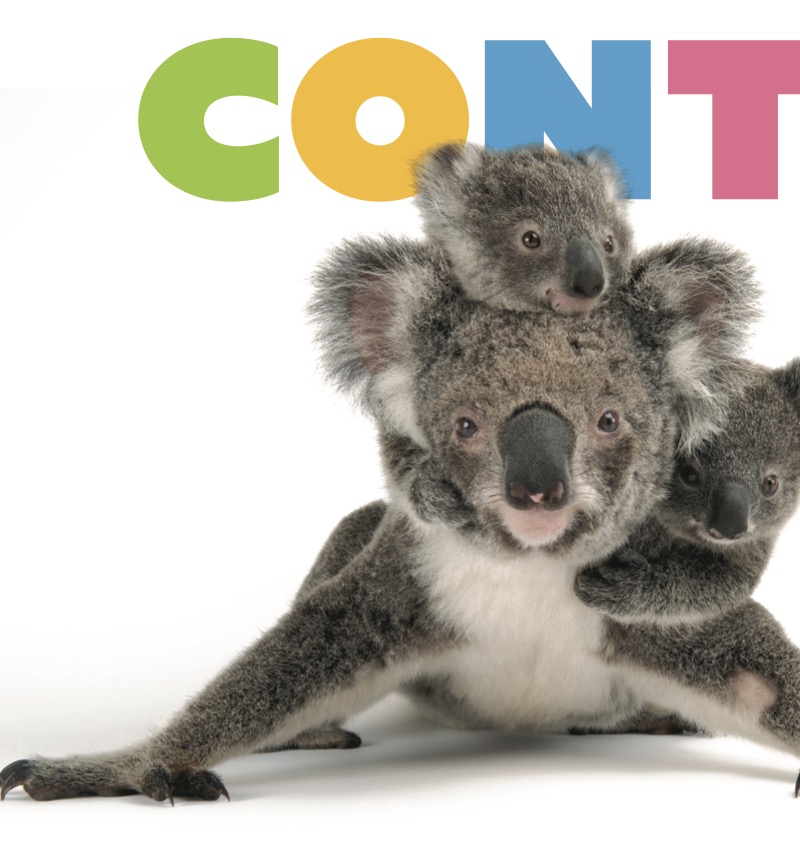 Starting Out: Baby Koalas — page 1
