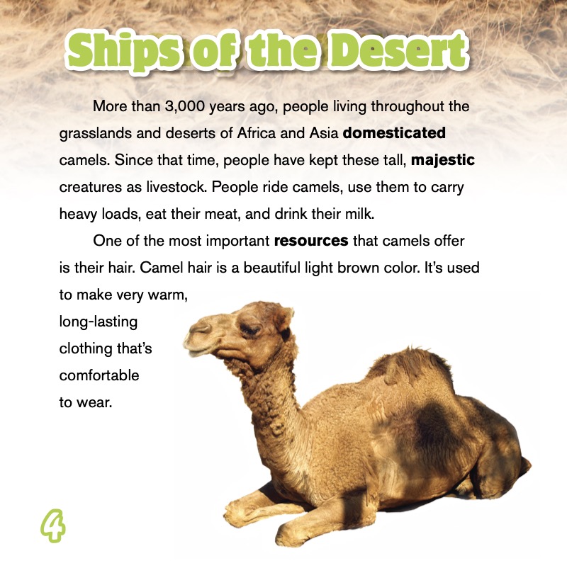 Camels — page 1
