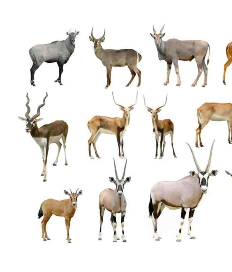 My Favorite Animal: Antelope — page 1