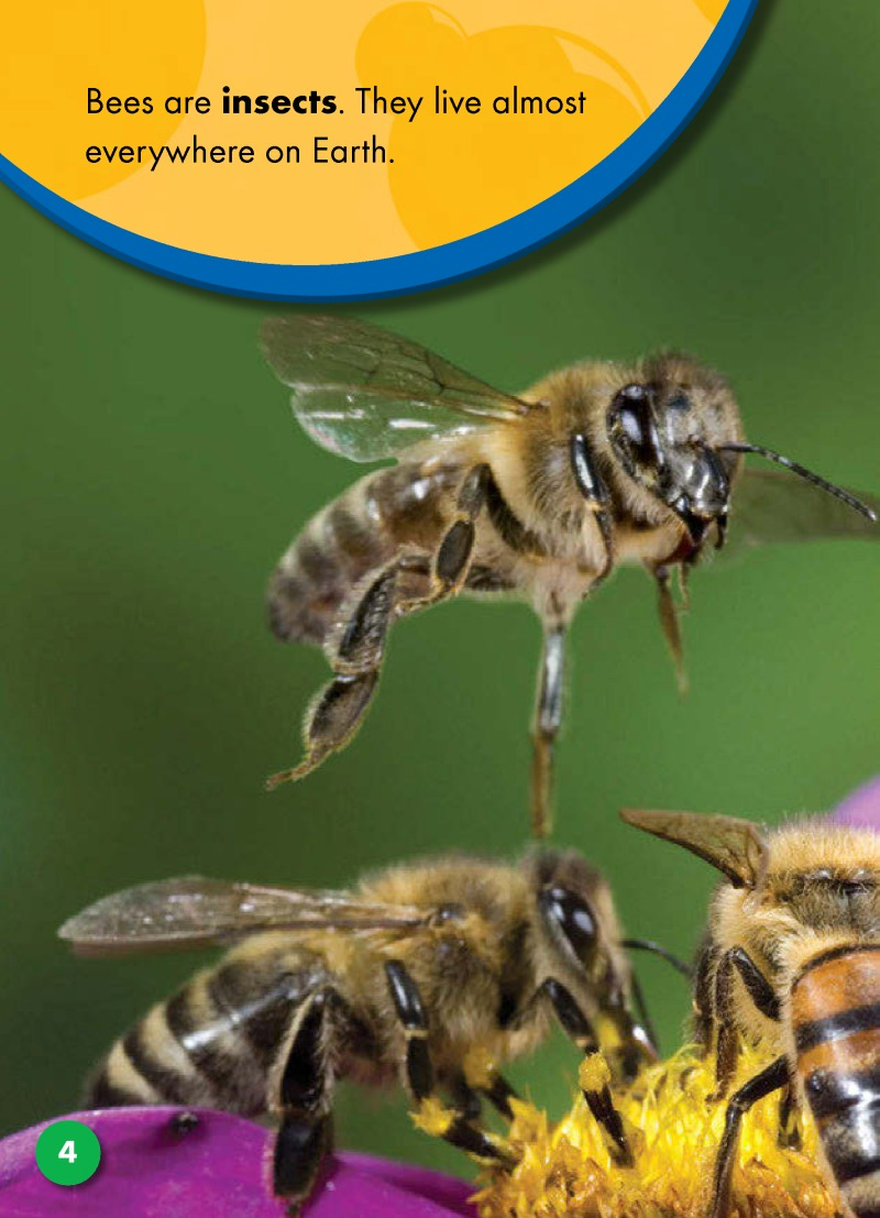 The Life Cycle of a Bee — page 1