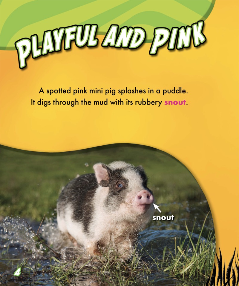 My Pet Mini Pig — page 1