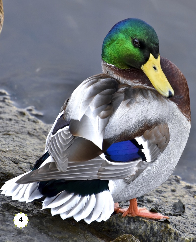 My Favorite Animal: Ducks — page 1