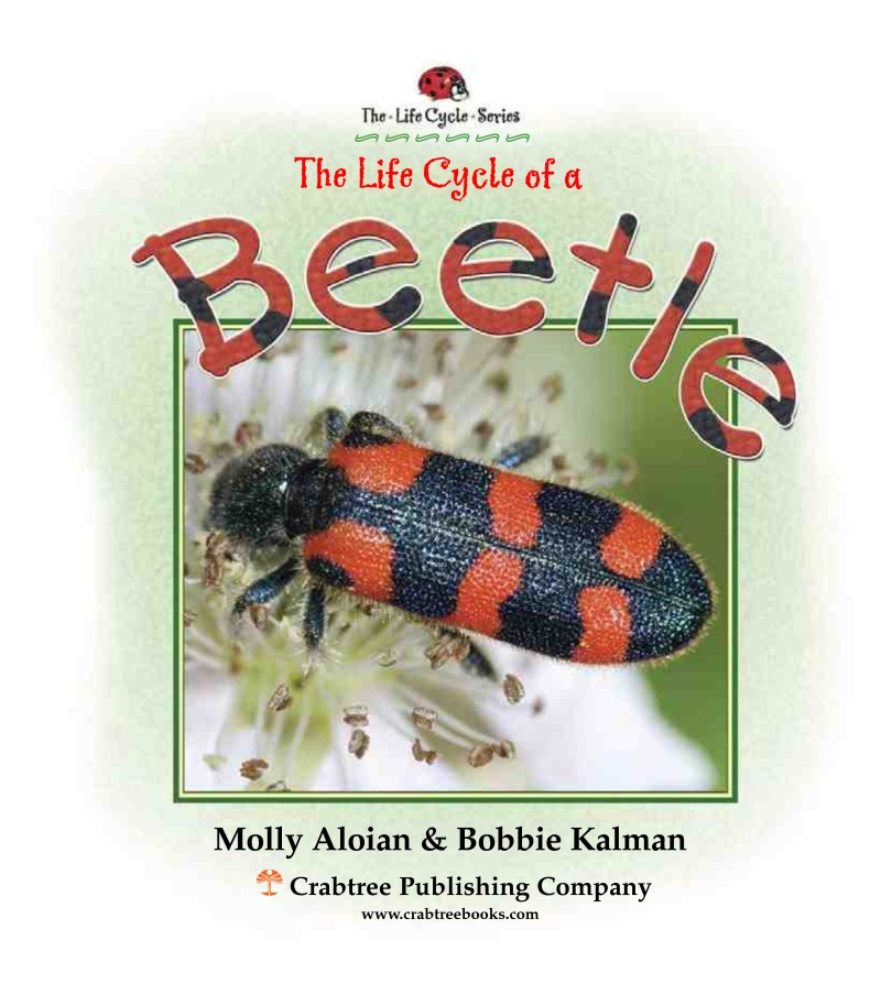 The Life Cycle of a Beetle book cover