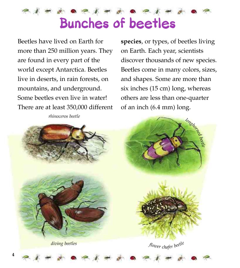The Life Cycle of a Beetle — page 1