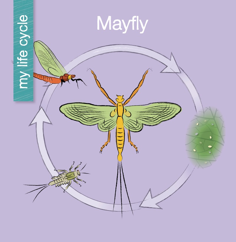 My Life Cycle: Mayfly book cover