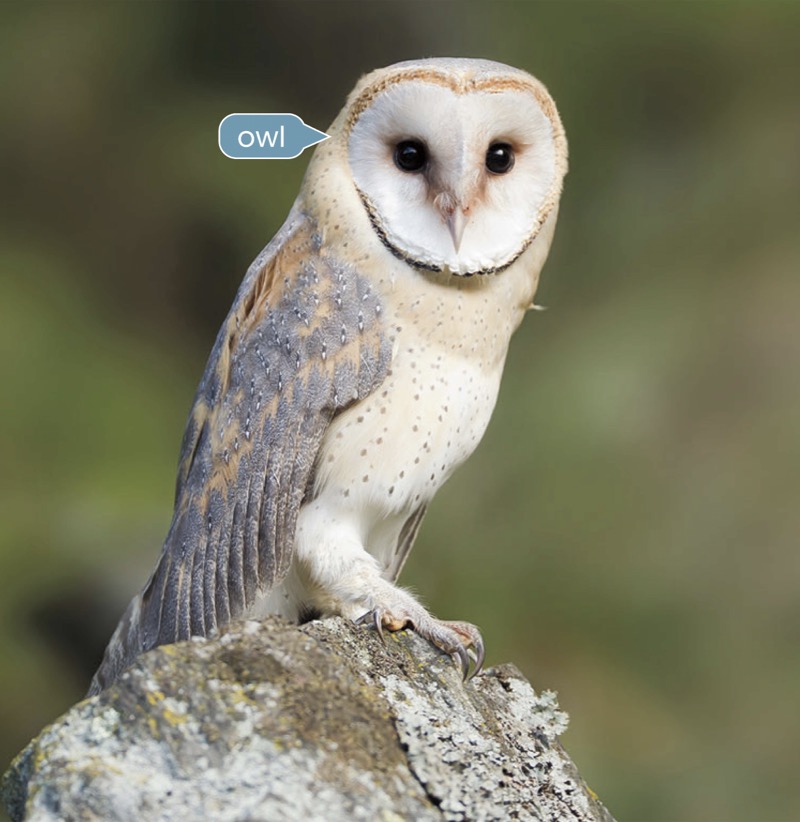Alphabet Fun: O is for Owl — page 1