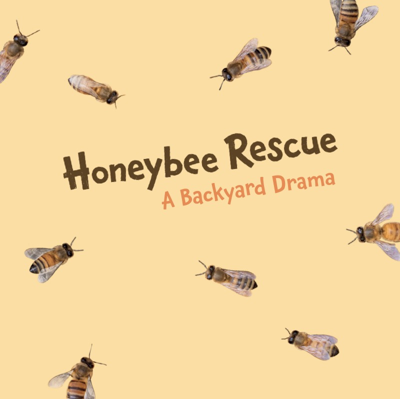 Honeybee Rescue: A Backyard Drama book cover