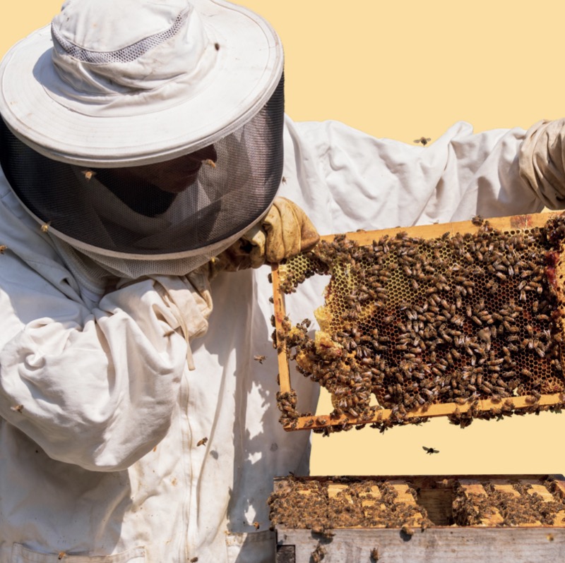 Honeybee Rescue: A Backyard Drama — page 1