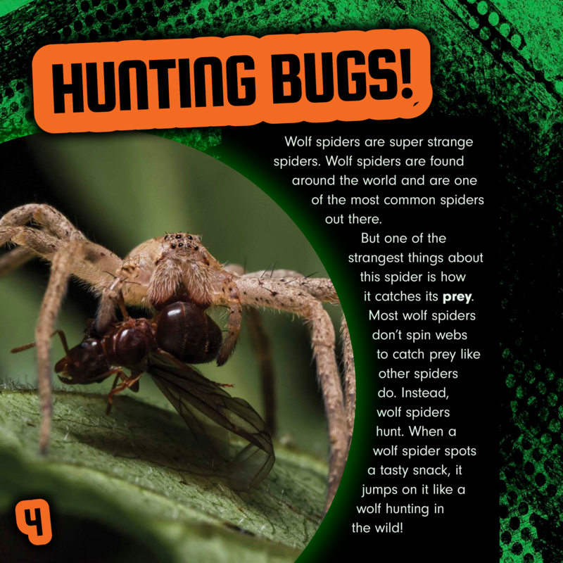 Bizarre Beast Battles: Wolf Spider vs. Tiger — page 1