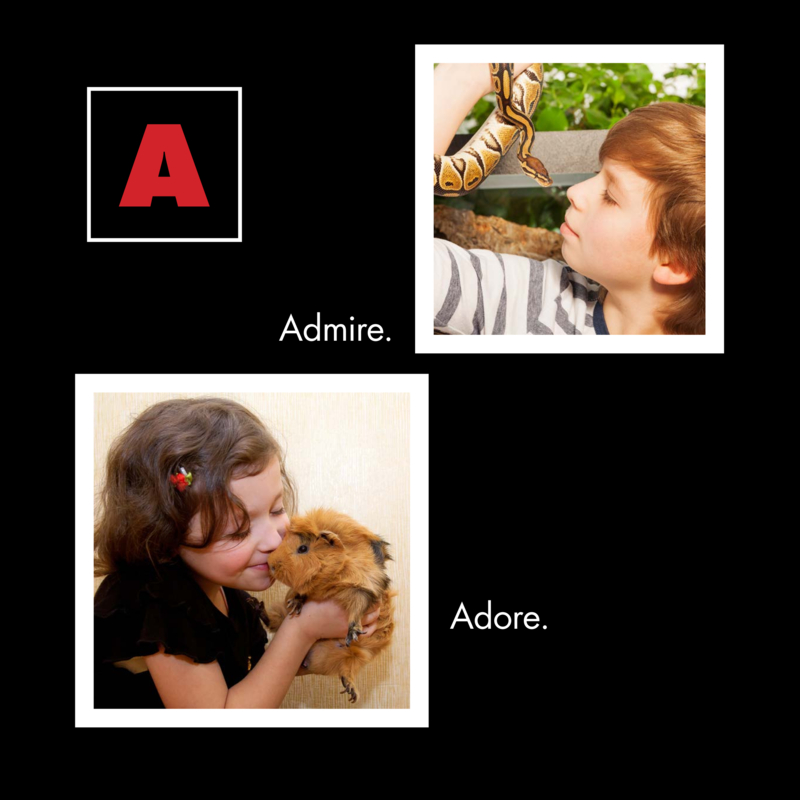 What Can You Do with a Pet? — page 1