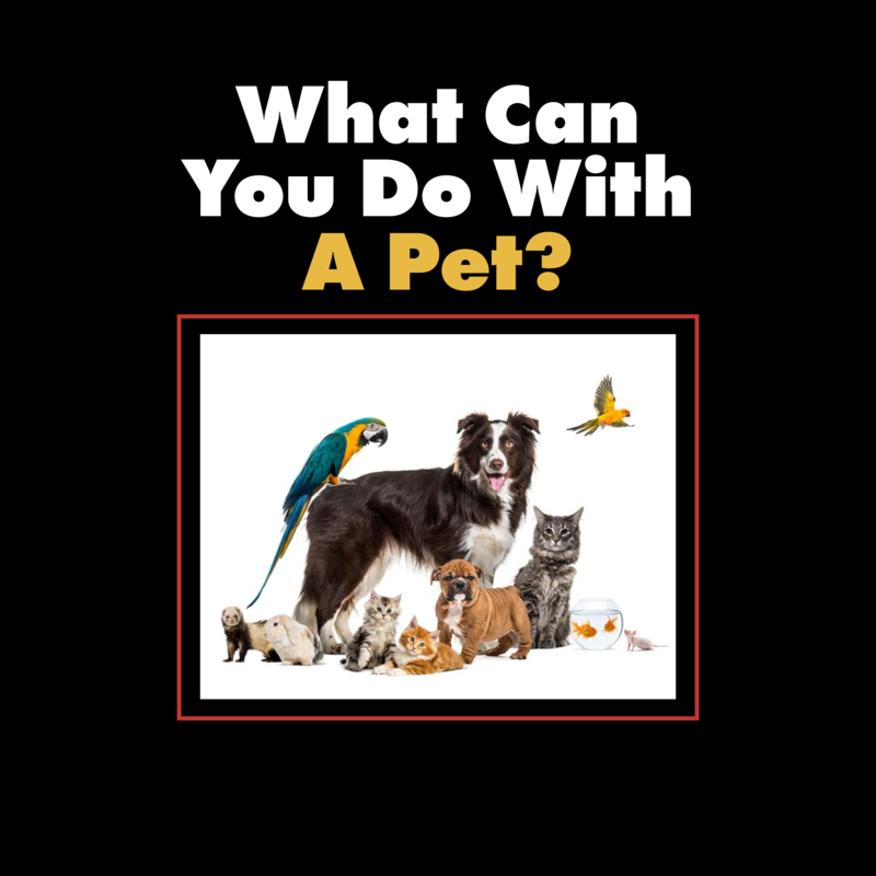 What Can You Do with a Pet? book cover