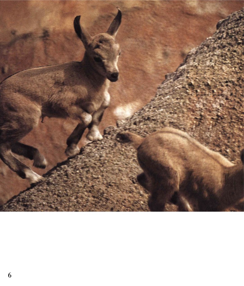 Wild Goat — page 1