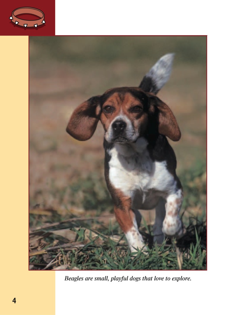 Eye To Eye With Dogs: Beagles — page 1