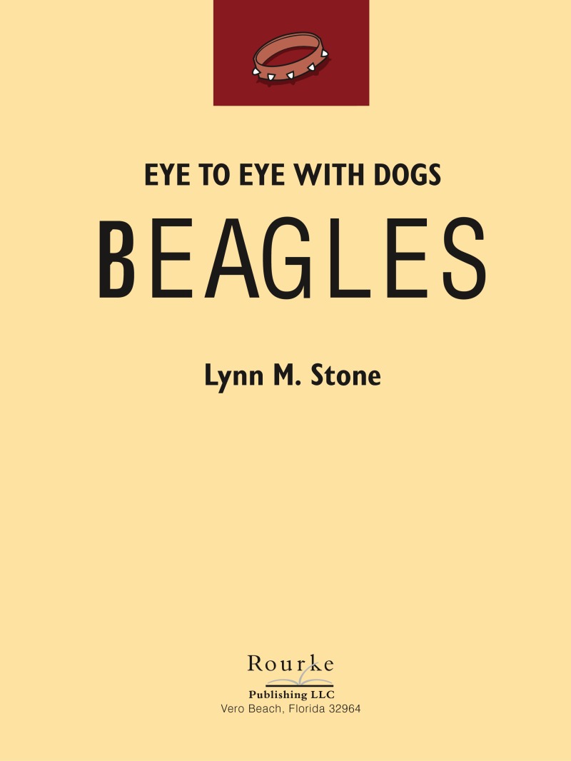 Eye To Eye With Dogs: Beagles book cover