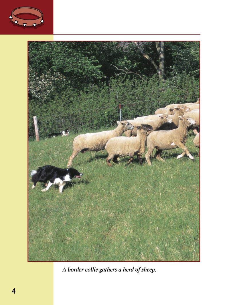 Eye To Eye With Dogs: Border Collies — page 1