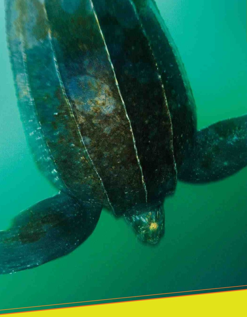 Amazing Reptiles: Sea Turtles — page 1