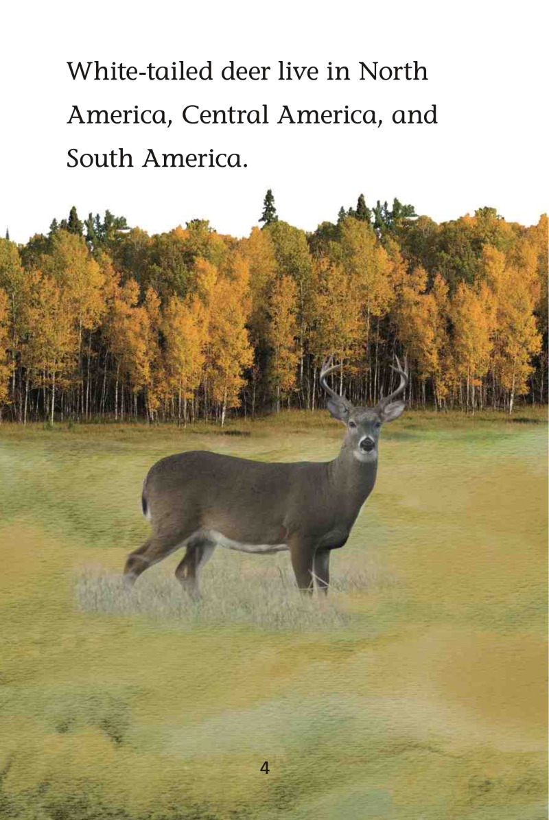 Magic Readers: Deer in the Woods — page 1