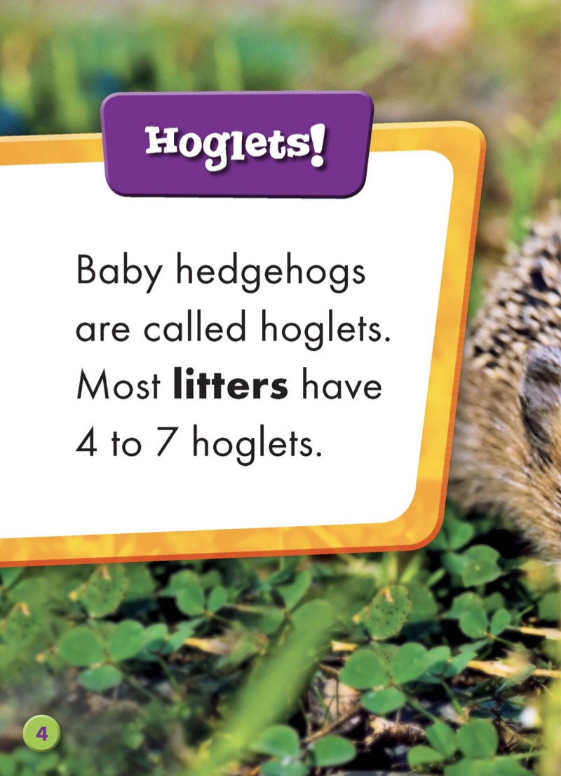 Super Cute! Baby Hedgehogs — page 1