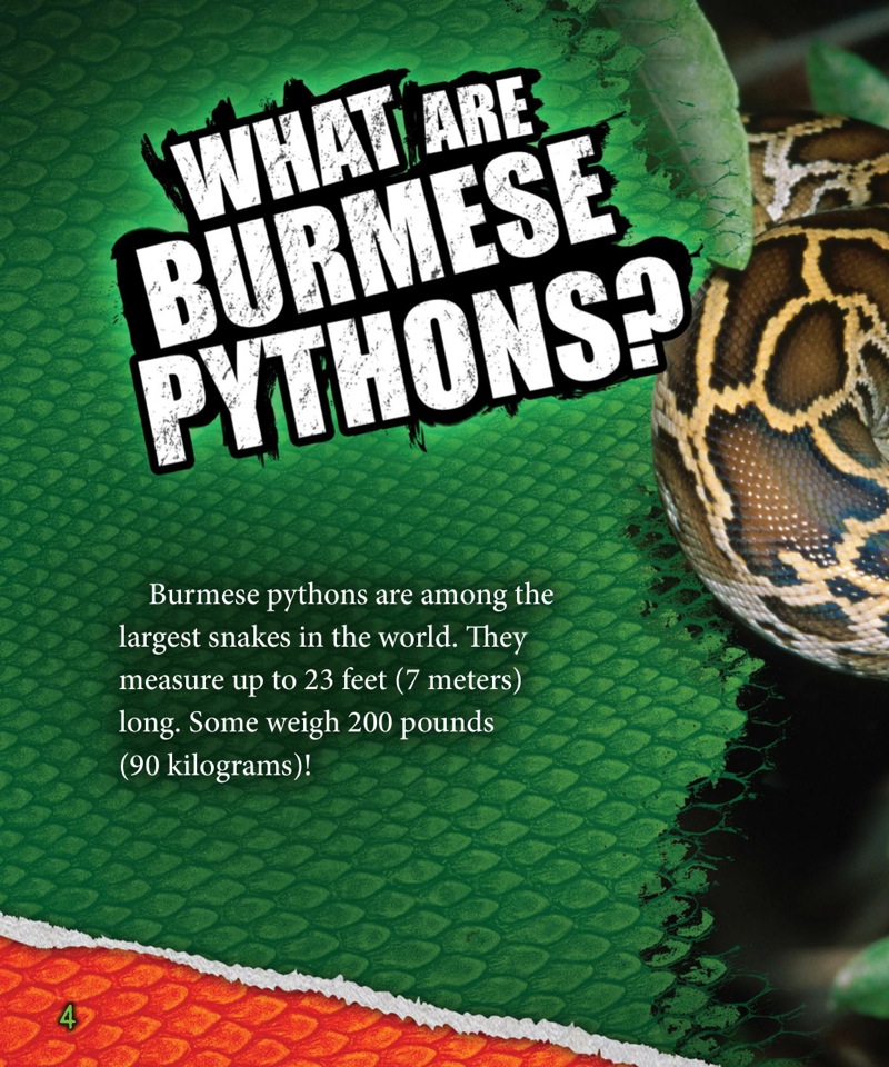 Amazing Snakes! Burmese Pythons — page 1