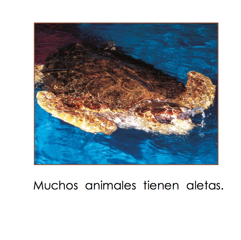 ¿Cómo usan los animales sus aletas? (How Do Animals Use Their Flippers?) — page 1