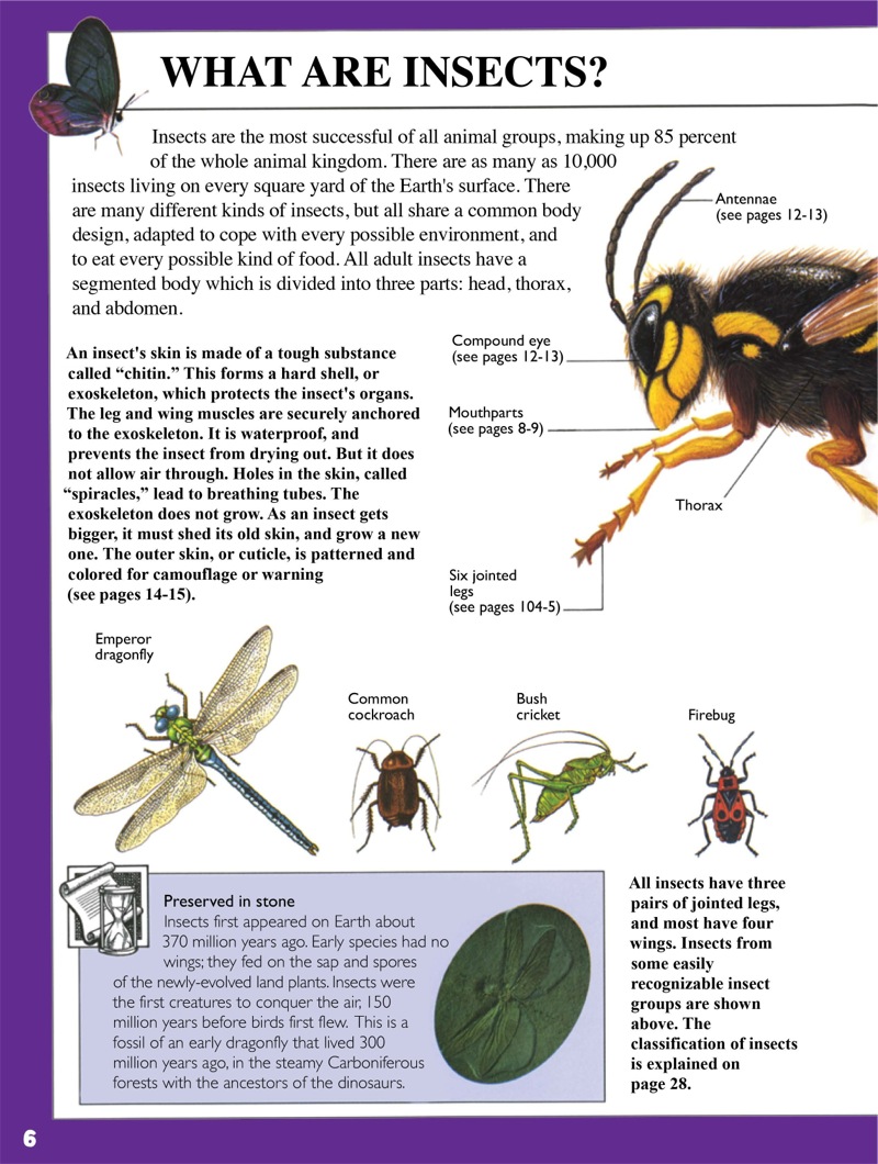 I Know About! Insects — page 1