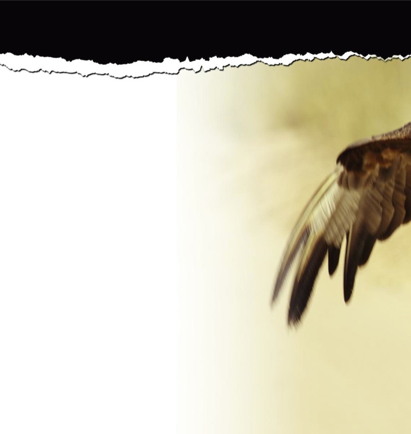 Raptors: Eagles — page 1