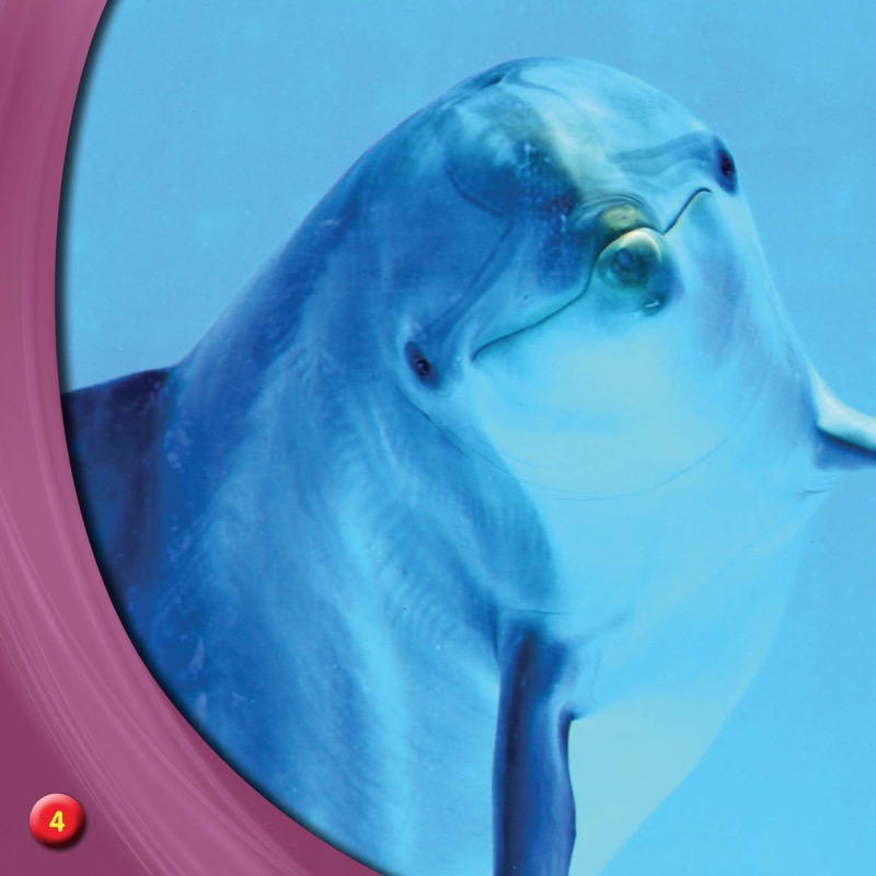 Discover Bottlenose Dolphins — page 1