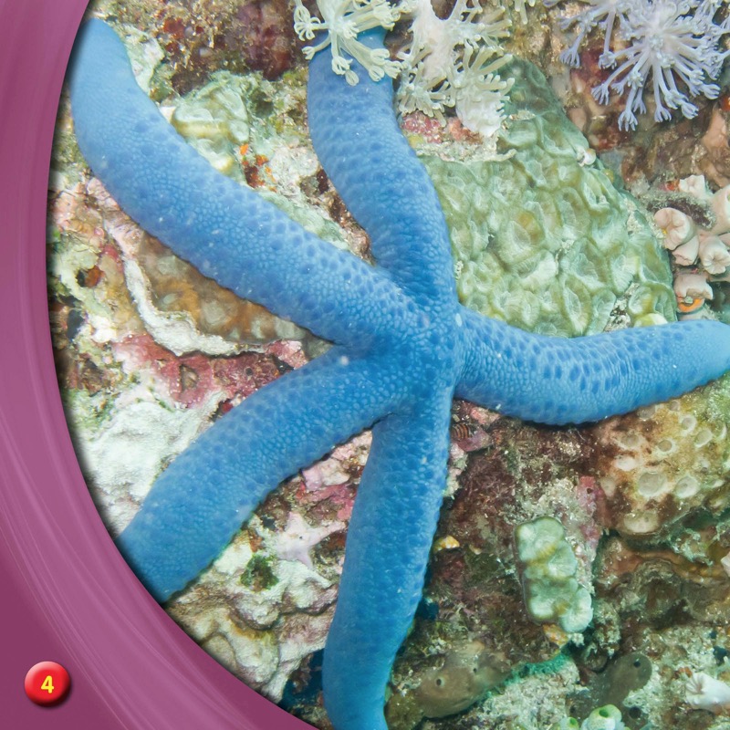 Discover Sea Stars — page 1