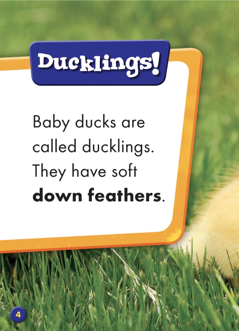 Super Cute! Baby Ducks — page 1